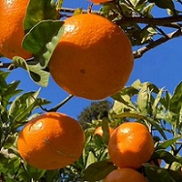 画像「青島みかん」