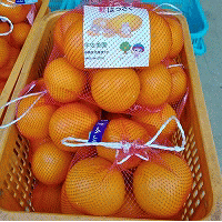 画像「紅はっさく」