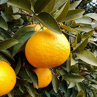 画像「甘夏」