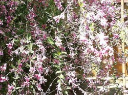 萩の花