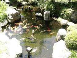 池の鯉