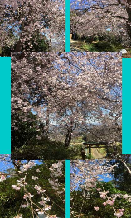 三嶋神社のしだれ桜