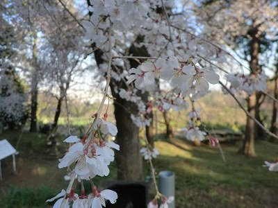 しだれ桜