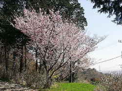 河津桜