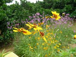 園内の花々