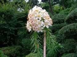 巨大ヤマユリの花