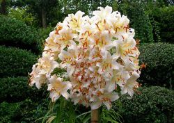 巨大ヤマユリの花
