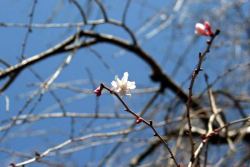 しだれ桜の蕾