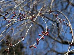しだれ桜の蕾
