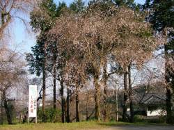 しだれ桜の木
