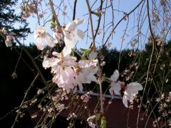 しだれ桜の花