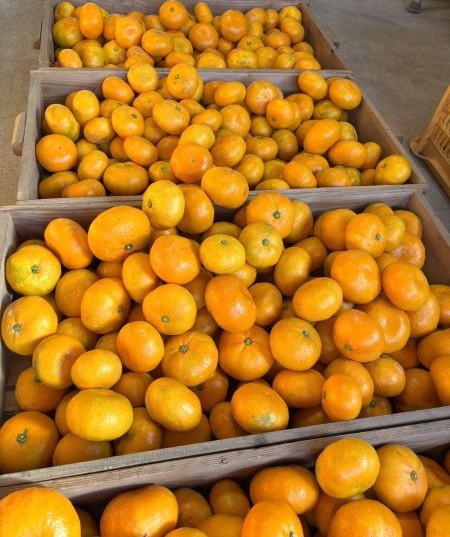 収穫真っ盛りの大津みかん