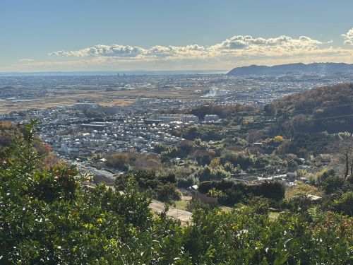収穫が終わったみかん園から望む湘南