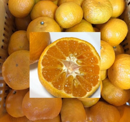 早香（はやか）みかん