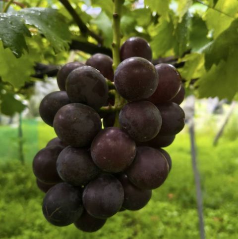 ぶどう狩り園の巨峰　撮影8月15日