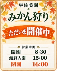 「みかん狩り開催中」開園8：30.最終入園15:00.閉園16:00